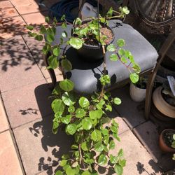 Creeping Charlie House Plant