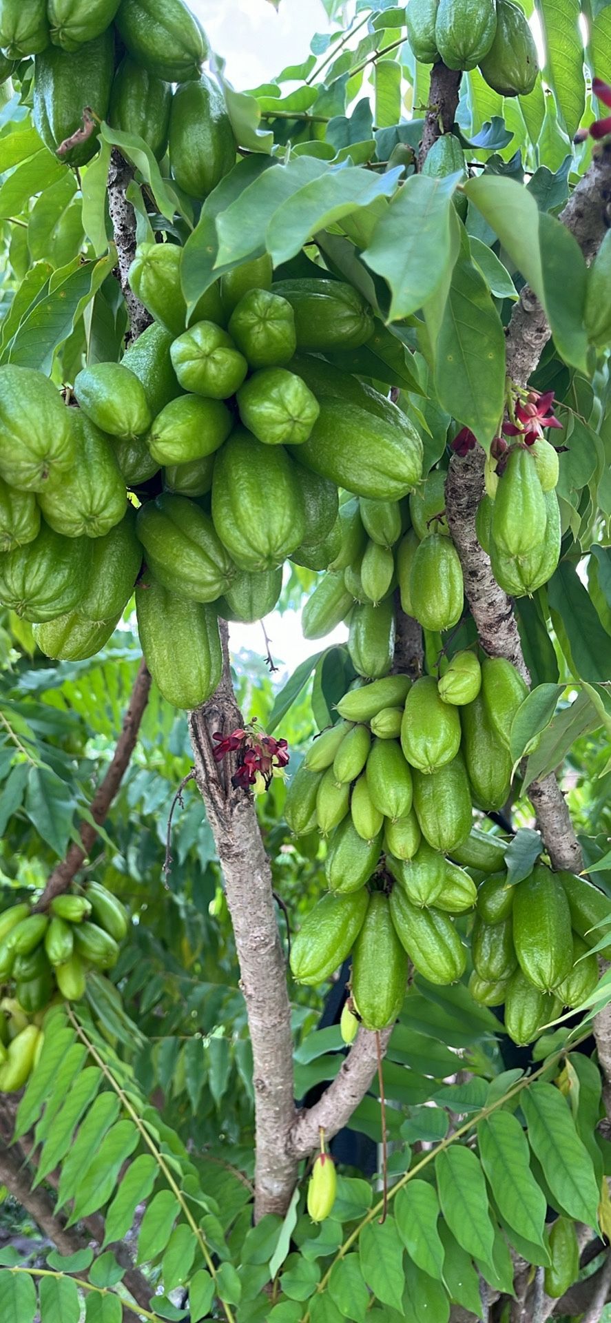 Fresh Bilimbi