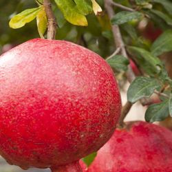 Early Wonderful Pomegranate Trees 😃😃😃😃🌿🌿🌿🌿🌸🌸🌸