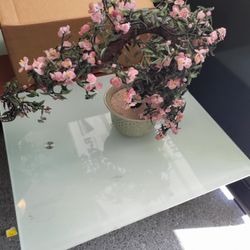 Bonsai Tree for Sale in Las Vegas, NV - OfferUp