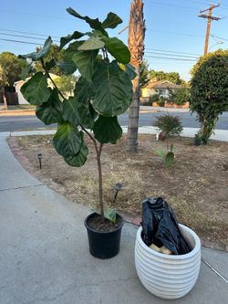 Fiddle leaf tree 6-7 feet