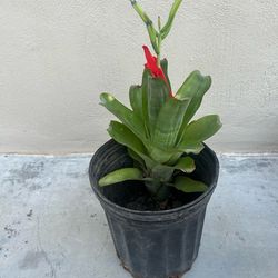 Bromeliad Plant
