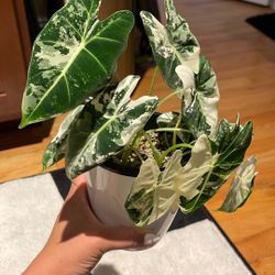 Alocasia Varigated Frydek
