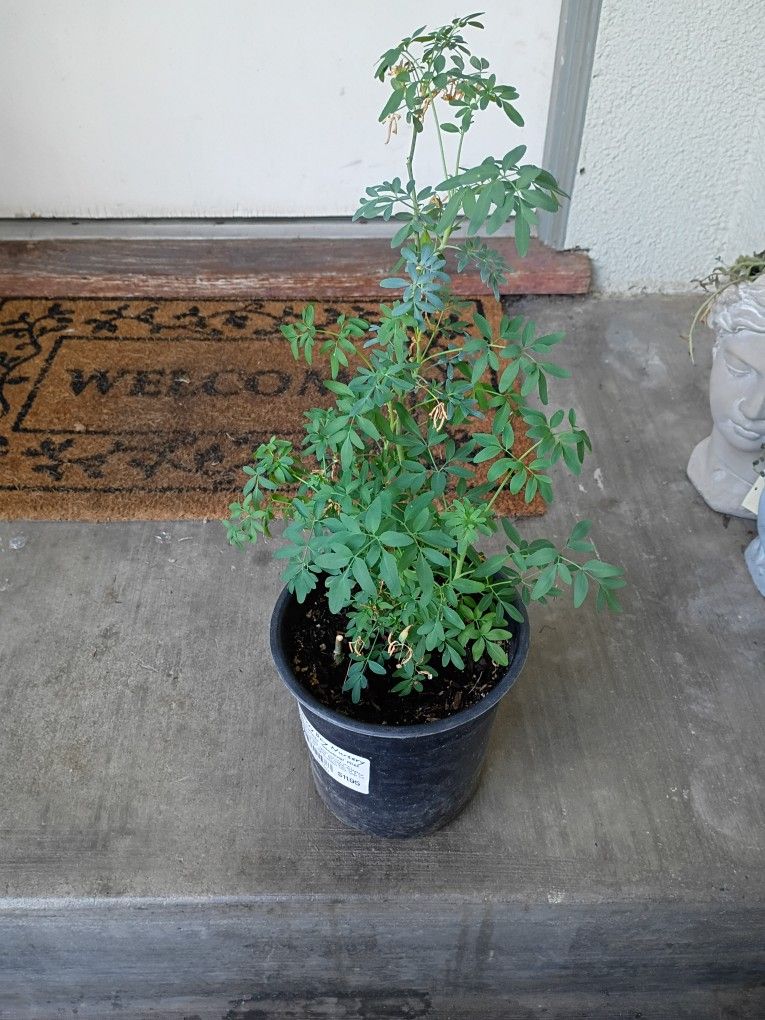 Small Ruda Plant 