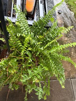 Live Fern Plant in Pot