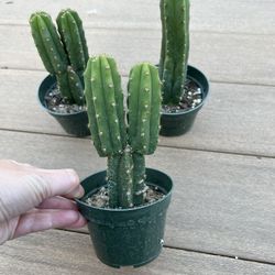 San Pedro Cactus, live Plant in a 4” nursery pot. ✔️ profile for more 🪴