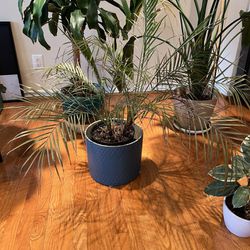 Live Palm Tree Plant (Ceramic Pot Included)