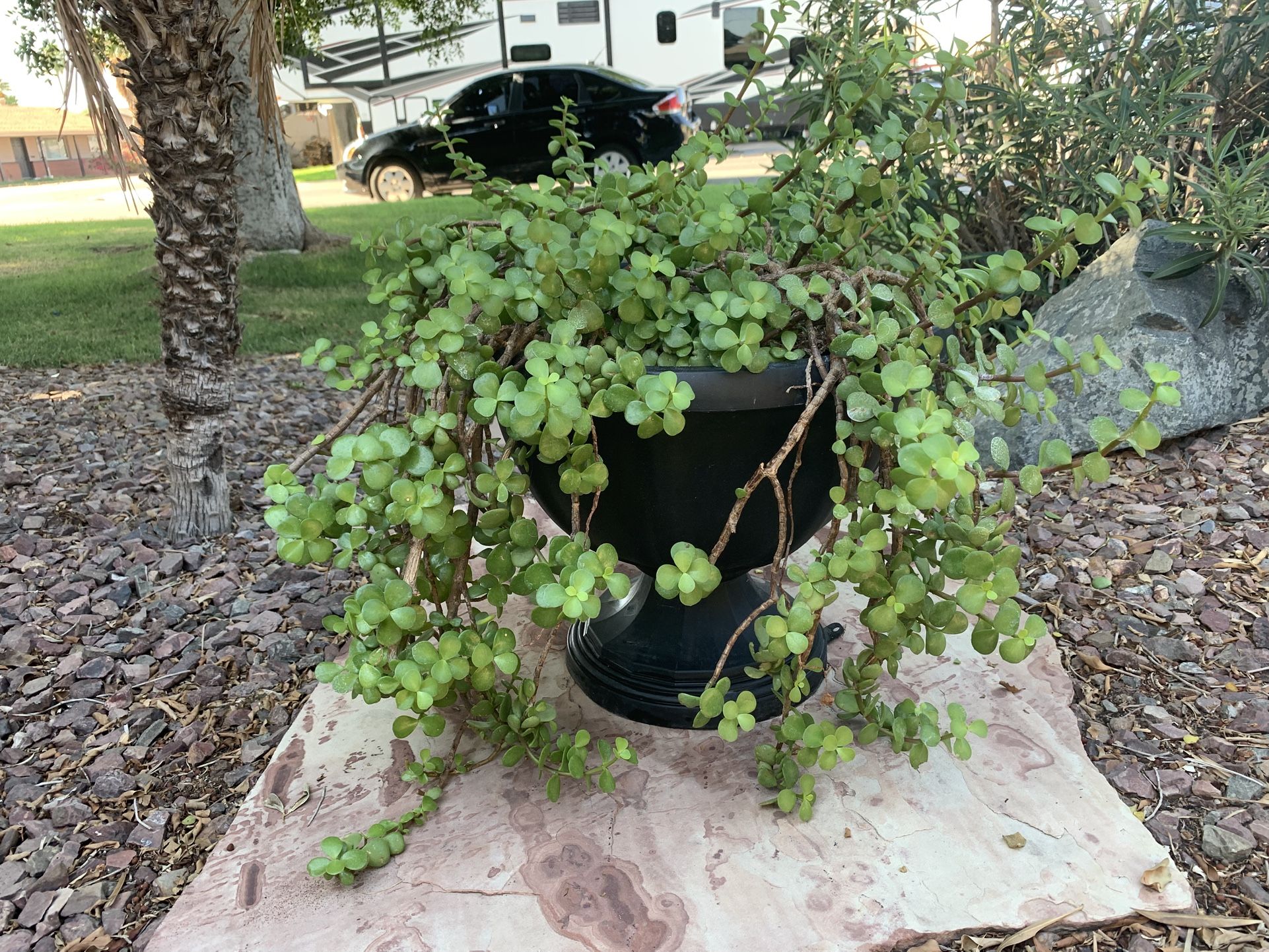 Elephant’s food plant in large pot
