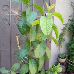 árbol de guallabo blanco