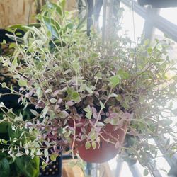 Pink Callisia Plants 