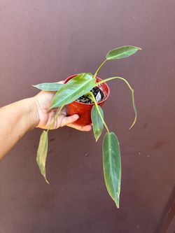 4” philodendron spiritus sancti