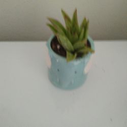 Succulent Plant In Ceramic Pot 