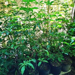 Firebush 3 Gallon Butterfly Plant