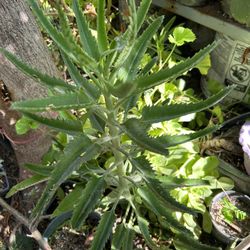Calanchoe