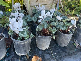 Cyclamen (planta de ciclamen)flower