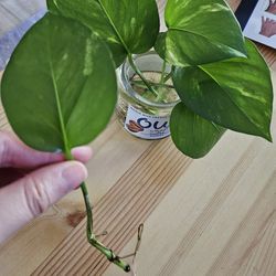 Marble pothos rooted cutting