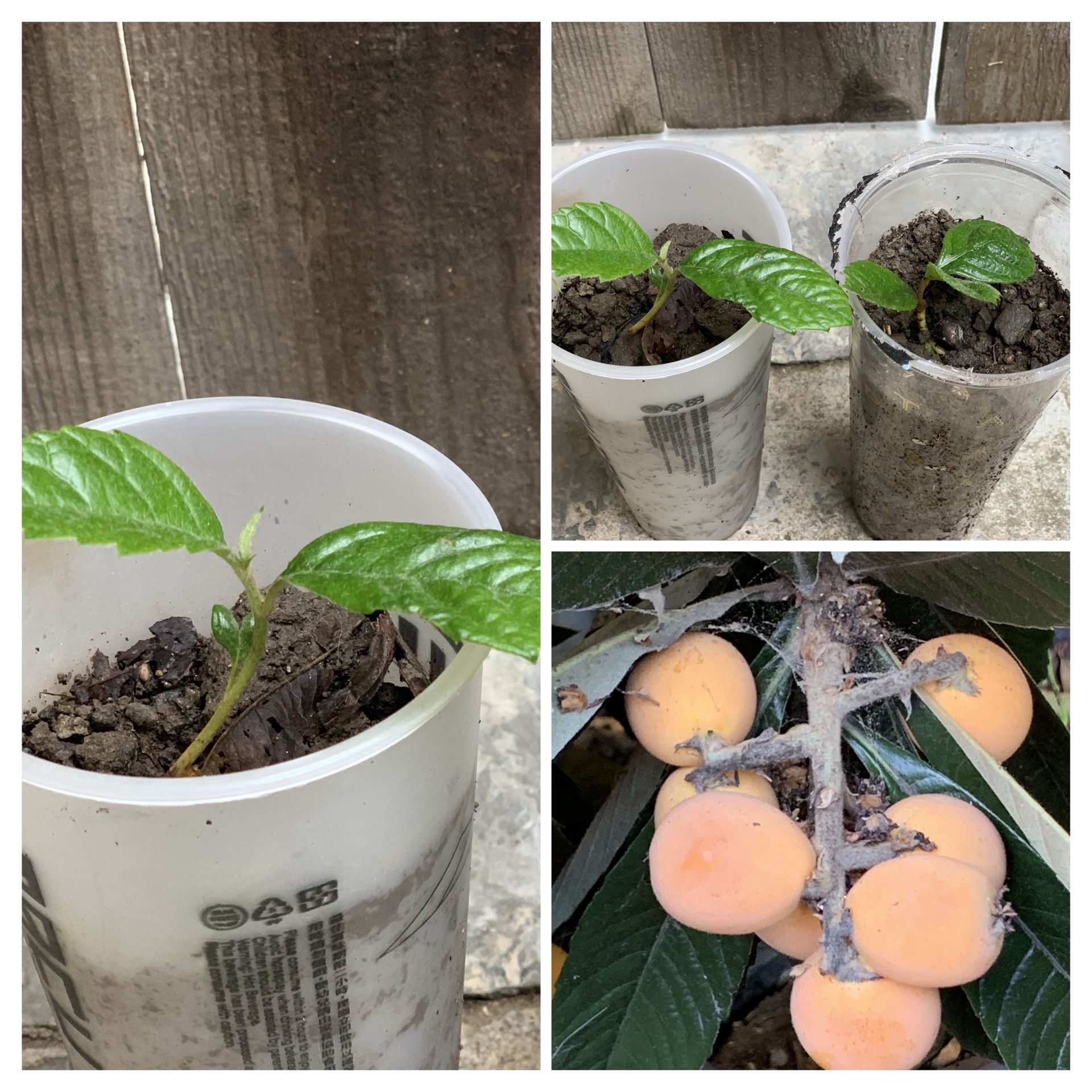 $5 Each Loquat fruit tree Live Plant (枇杷) Nispero Pipa Cash only Pick up in North San Jose, By appointment only Location: located close to Shell ga