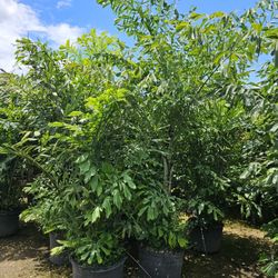 Huge Fishtail Palms Over 8 Feet Tall Instant Privacy Hedge For Fence 