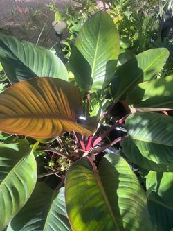 Blushing Philodendron In 7 Gal Pot
