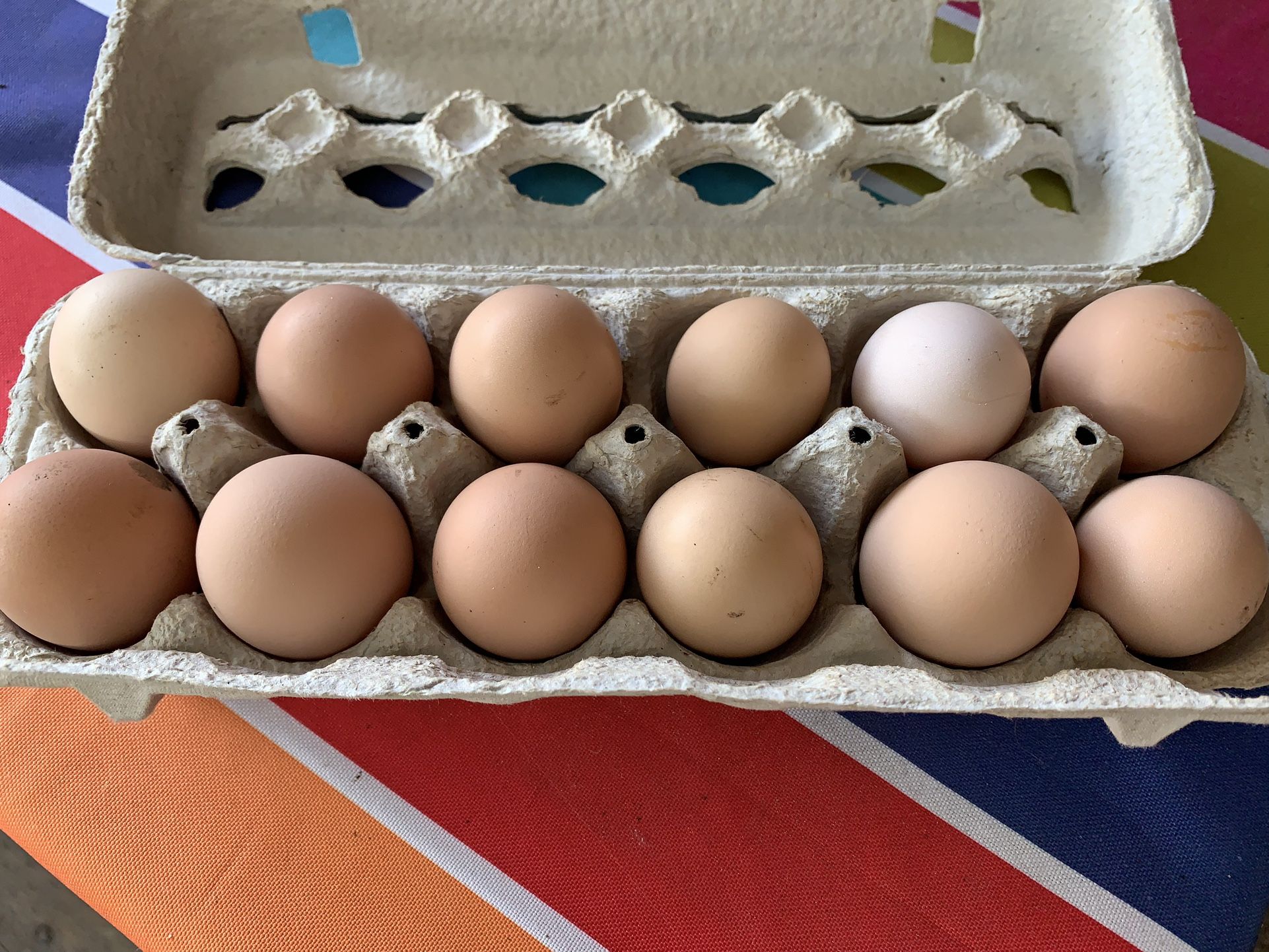 Farmstead Fresh Eggs