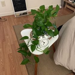 Pothos Plants With Ceramic Pot 