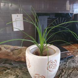 Ponytail Palm