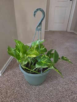 Pothos plant