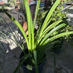 Lirios Bote De 15 Gls