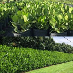 Clusias Plant 🪴 3gal For Hedges