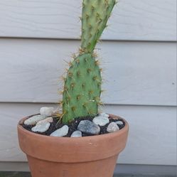 Cactus Plant 🌵 