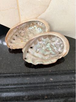 Two abalone shells 3.5”& 4”