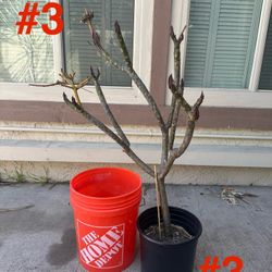 Plumeria Tree #3