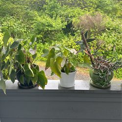Mixed House Plants And Pots