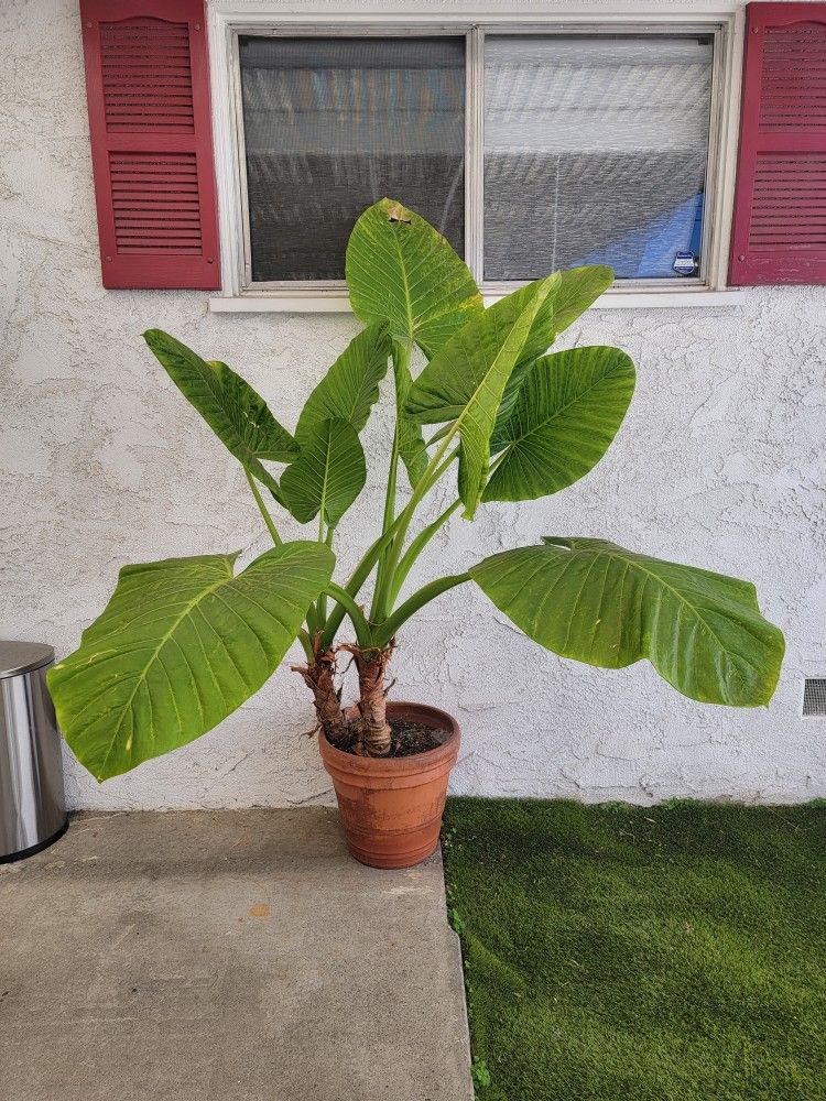 Large Elephant Ear Plant