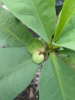 Crown Of Thorns Plant