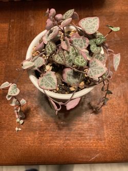 Variegated String Of Hearts 
