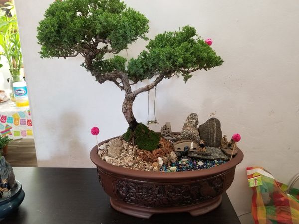Download Bonsai Trees For Sale Newcastle Background