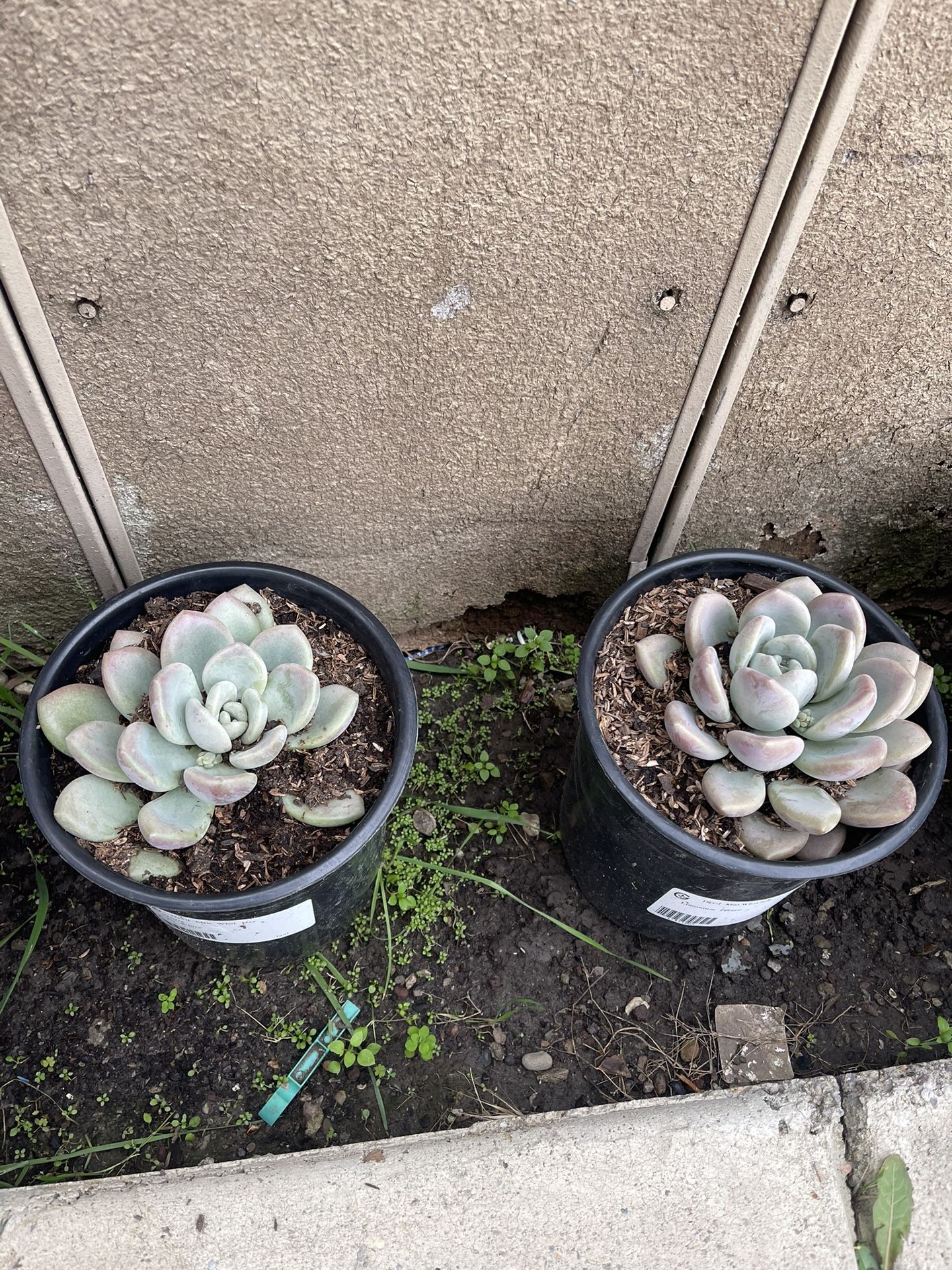 Succulent Plant 