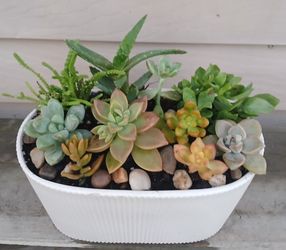 Succulent Mix Pot 🪴 