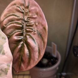 Alocasia Cuprea Pink Mint