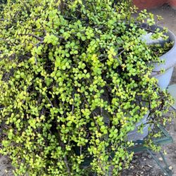 Elephant Bush Plants