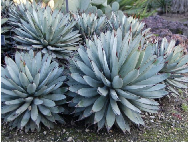 Black Spine Agave - Agave macrocantha