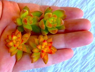 4-mini-succulent-cuttings