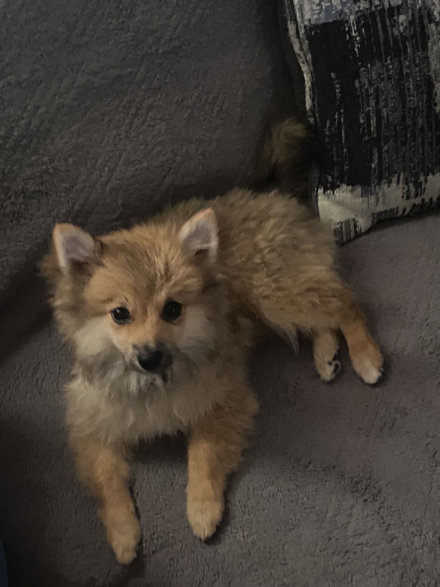 Female Pure Pomeranian Puppy