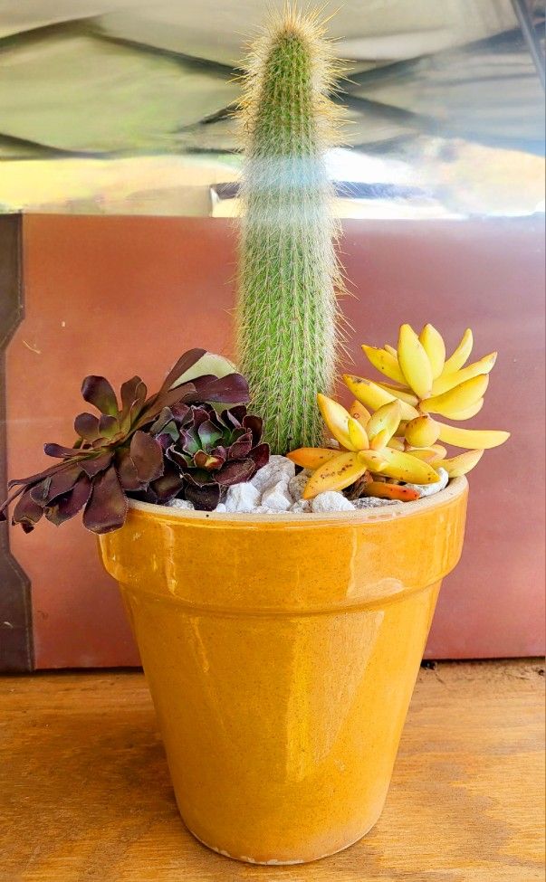 Old Man Cactus With Succulents Mix