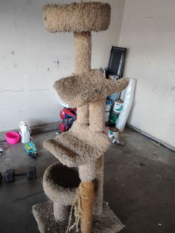 Cat scratch