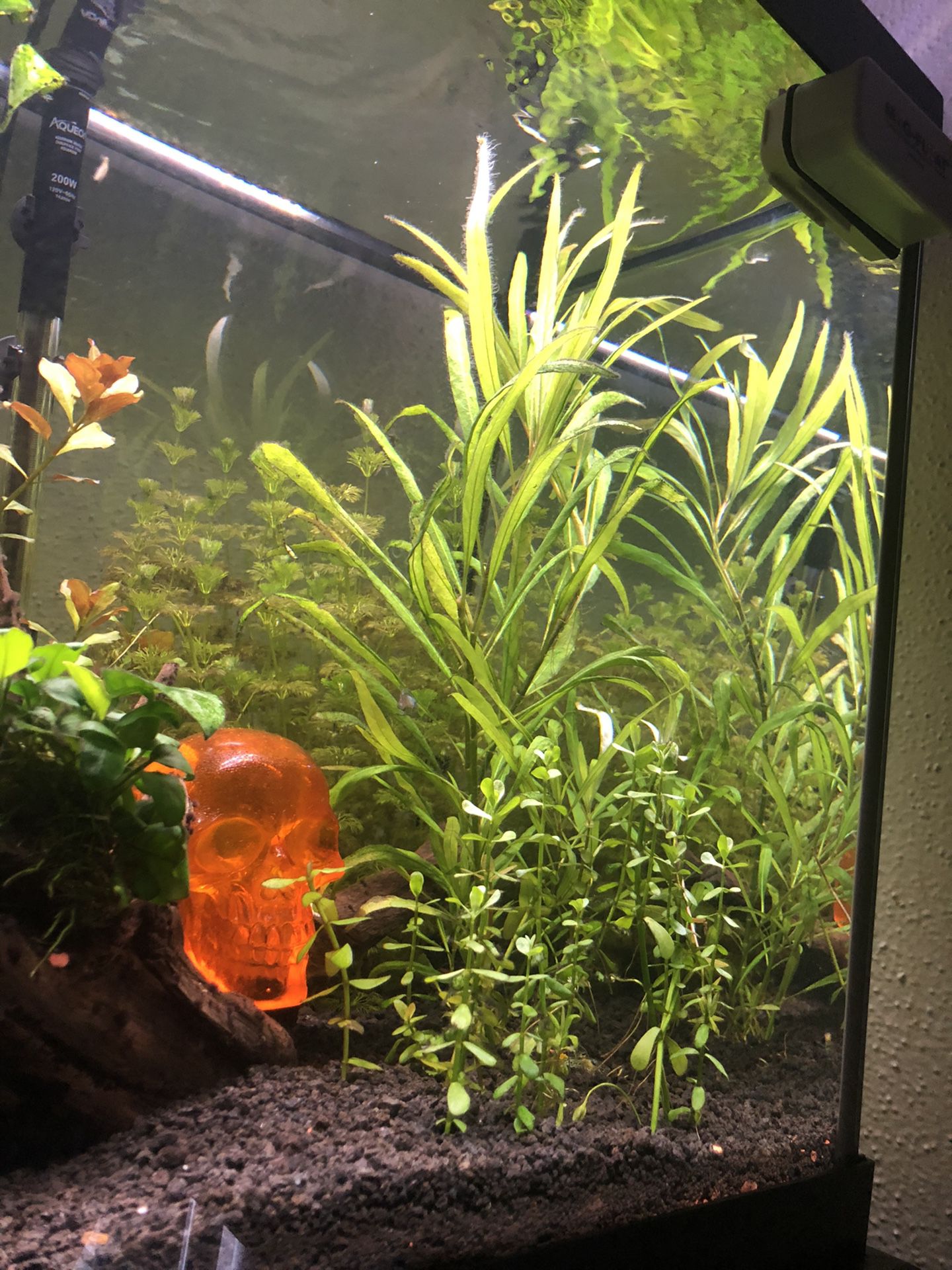 Fish tank aquarium plant trimmings