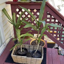 Giant Crinium Lilly24 Inches 4 plants