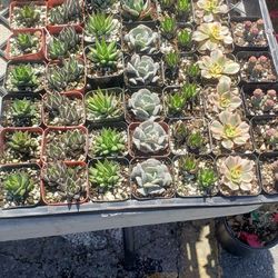 Succulents And Cacti 