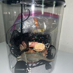 Fish Tank 